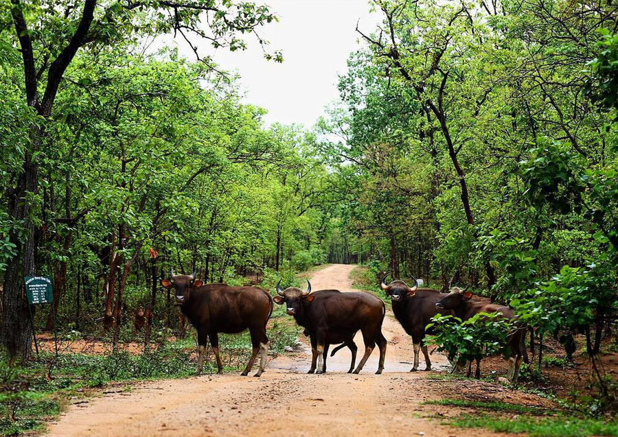 Barnawapara Sanctuary Chhattisgarh Animals, birds and wildlife found here