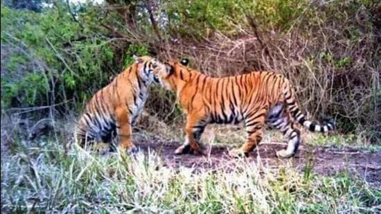 The roar of the rescued tiger echoed in Guru Ghasidas-Tamor Pingla Tiger Reserve