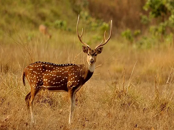 Indravati National Park of Chhattisgarh: A treasure trove of natural beauty and wildlife