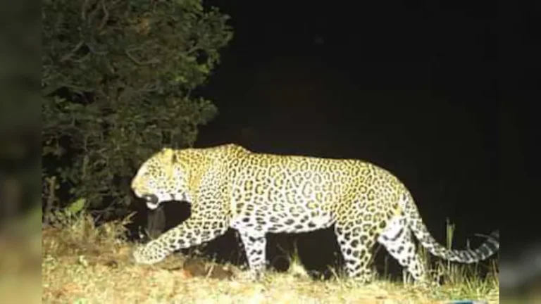 Gariaband: Leopard enters SP bungalow, new challenge for forest department and administration