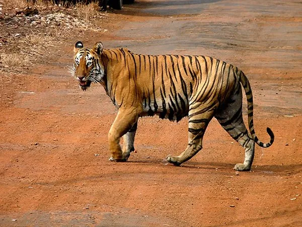 छत्तीसगढ़ का इंद्रावती राष्ट्रीय उद्यान: प्राकृतिक सौंदर्य और वन्यजीवन का खजाना